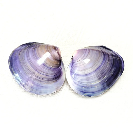 2 Pieces Polished Purple Clam Shells Large Violet Clam Ocean Beach Shell Perfect for Home Decoration Art Craft Vase Filler Fish Tank Viking Home Decoration