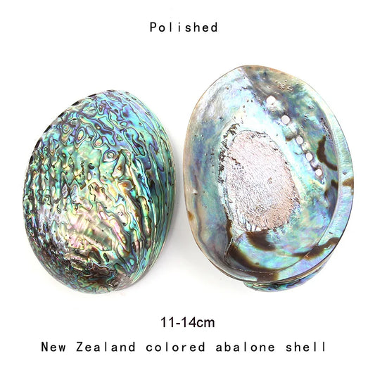 12-16cm Natural New Zealand Abalone Shell Seashell Beach Wedding Aquarium DIY Jewelry Making Material Crafts Viking Home Decoration