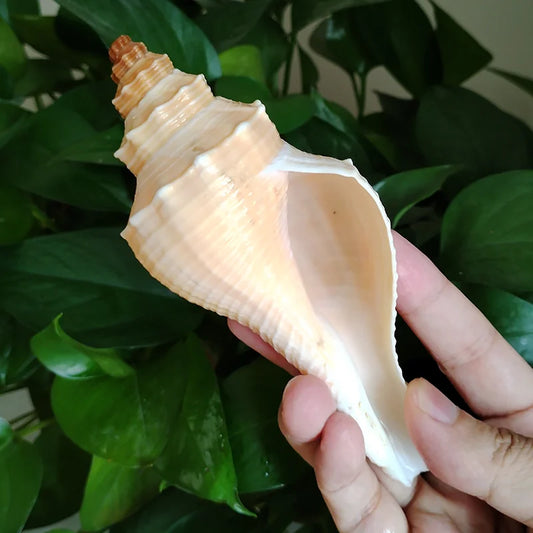 12-15cm Natural Yellow Torch Shells Big Laniuses Elongatus Seashells Great for Beach Theme Party DIY Crafts Fish Tank Air Plant Viking Home Decoration