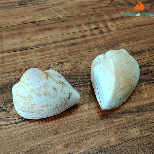 2 Pieces Large Trigona Clam Shells 7cm-10cm Real Chocolate Clam Wedding Gift Natural Shell Collection Specimen Viking Home Decoration