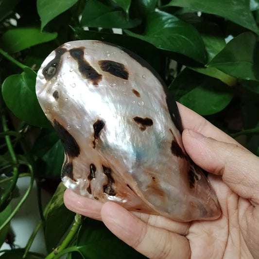 Large Polished Pearl Shell Natural Petria Penguin Shell For DIY Craft Decor Brand Desktop Ornament Photo Prop Themed Viking Home Decoration